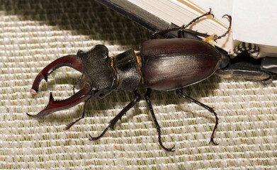 Lucanus cervus is the best-known species of stag beetle (family Lucanidae) in Western Europe. The imago is a male insect.
