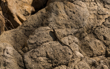 The sand lizard (Lacerta agilis) is a lacertid lizard. The habitat of the reptile is in a rocky area. An old lizard resting on a rock on a Sunny day.