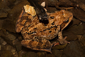 The common frog or grass frog (Rana temporaria). A reptile in a stream in the Balkan forest.