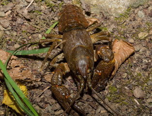 Astacus astacus, the European, noble, or broad-fingered crayfish. A female arthropod.
