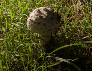Macrolepiota procera, the parasol mushroom, is a basidiomycete fungus with a large, prominent fruiting body resembling a parasol.