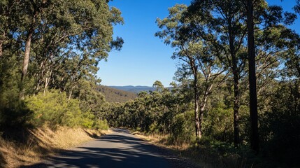 Obraz premium A scenic asphalt road cuts through a lush forest with distant mountain views under a clear blue sky