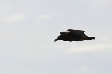 pacific gull