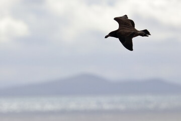 pacific gull