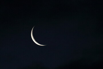 short-tailed shearwater