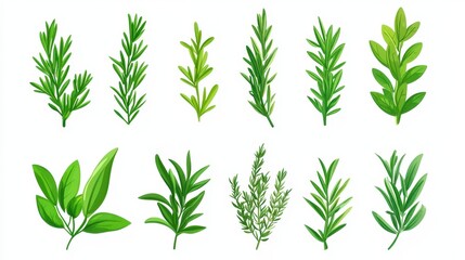 Obraz premium Collection of various herbs, drawn in vibrant greens. Ideal for culinary, health, or gardening websites.