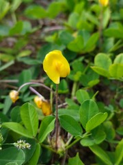 grass flower