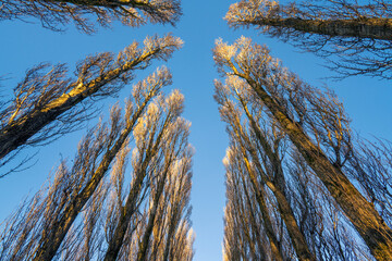 Forest trees with golden sunlight