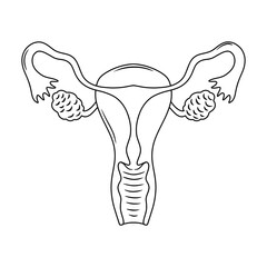 Anatomy of a Healthy Female Reproductive System. Thin line illustration.