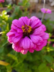 Fototapeta premium flower