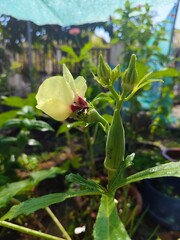 okra flower