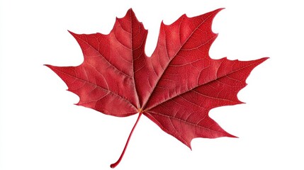 Vibrant Red Maple Leaf Isolated on White Background