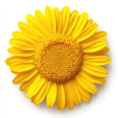 Yellow daisy flower, isolated on white, spring bloom, nature background, for floral design