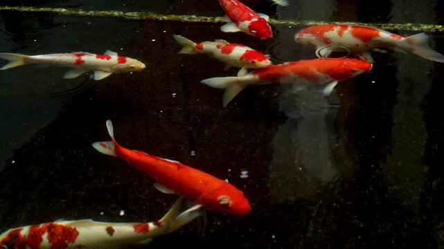Beautiful koi fish footage in pond with dark background close up view