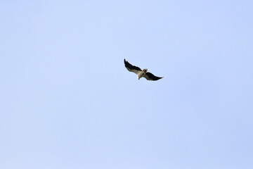 sea eagle