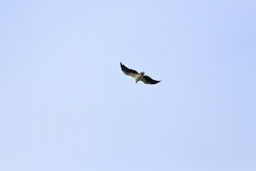 sea eagle