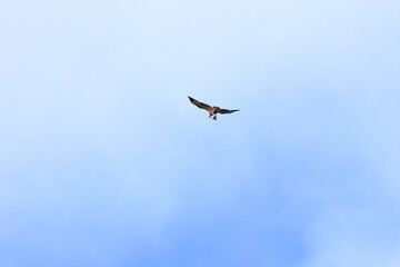 sea eagle