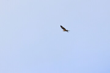 white-bellied sea eagle