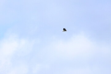 white-bellied sea eagle