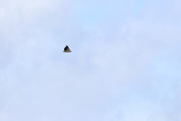 white-bellied sea eagle