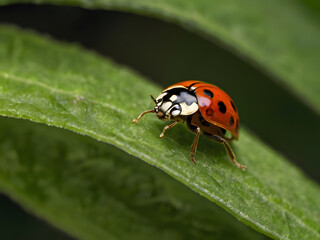 Fototapeta premium Ladybug on a Leaf: A vibrant red ladybug with black spots crawls delicately along a verdant green leaf, its tiny legs visible in close-up detail, creating a captivating moment of nature's beauty.