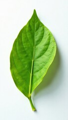 Obraz premium Intact lemon leaf, sharp focus, white backdrop , clip art, closeup