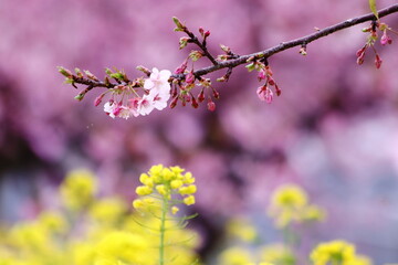 満開の桜と菜の花