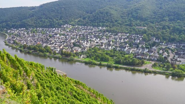 Small town on the riverbank of the Mosel River with a lush green wine vineyard in the forested rural scenic landscape, Rhine Valley, Winningen, Germany