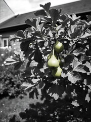 Minimalist monochrome Scottish landscape with fresh rew green fig tree with many fruits, in a...