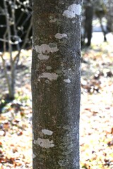 Magnolia flower buds. Magnoliaceae deciduous shrub. Flowering season is from March to April.