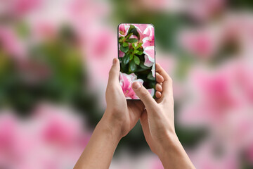 Plant identifier application. Woman taking photo of flowers outdoors, closeup - obrazy, fototapety, plakaty