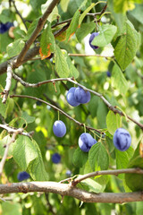 Ripe plums growing on tree in garden