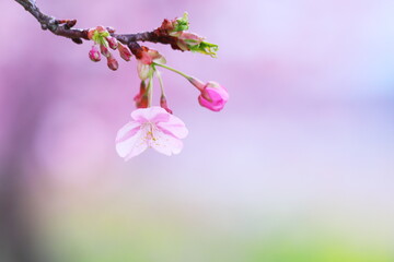 Obraz premium 淡い背景と咲始めの桜の花