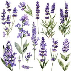 Obraz premium Watercolor Blue Lavender Isolated on White Background. Beautiful Lavender Flower
