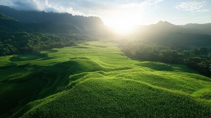 Fototapeta premium A scenic view of a lush green rice field during sunrise, high clarity