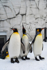 Fototapeta premium Three penguins at the Hokkaido Zoo in Japan