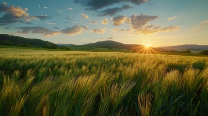 Obraz premium Sunset over green wheat field. Beautiful summer landscape