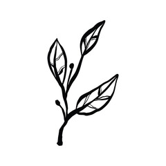 Simple Line Drawing Of A Small Branch With Leaves