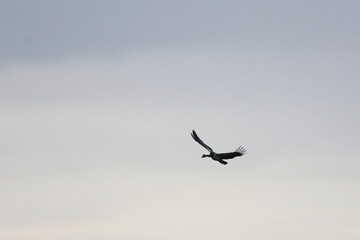 black swan
