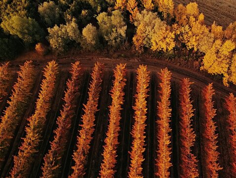 Aerial view of a forest with trees turning orange in autumn and straight aligned tree rows