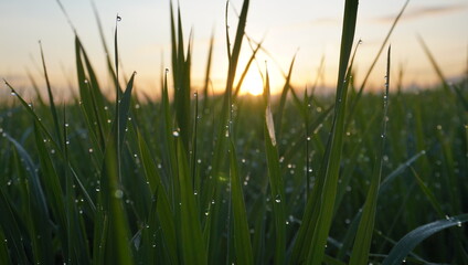 dew on the grass