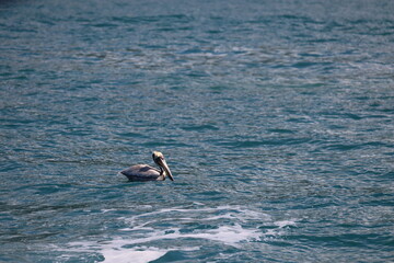 Fototapeta premium pelican in the sea 