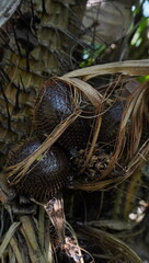 snakefruit