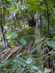 Wild fruit in the forest