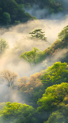 Obraz premium Enchanting Spring Forest Scene with Morning Fog in the Air