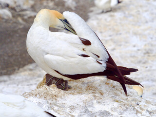 A adult Southern Gannet in New Zealand can be seen preening on rocks at the Muriwai colony reserve in Western New Zealand North Island.