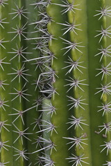 Green Cactus Desert Prickly Thorns