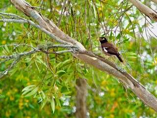 A New Zealand Myna bird is perched on a branch in a leafy green tree.Avian.Bird.