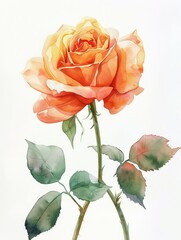 Obraz premium Watercolor Orange Rose Isolated on White Background. Beautiful Rose Flower