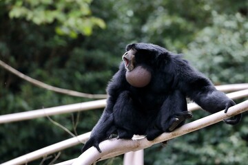 座って鳴くフクロテナガザル
